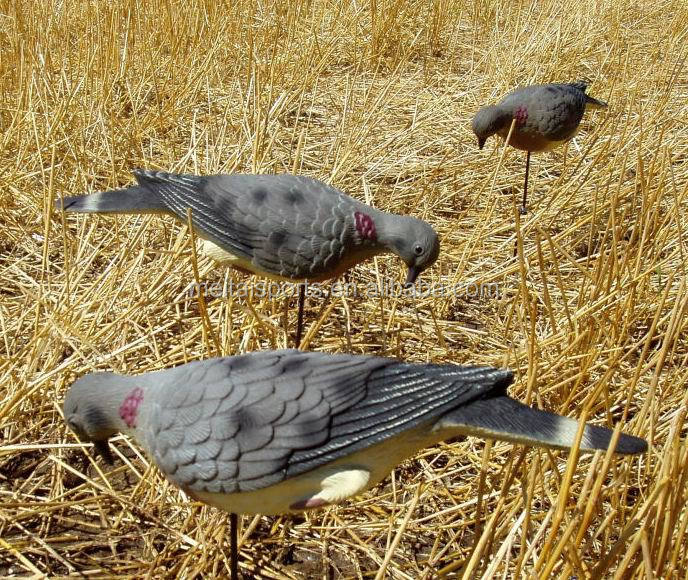 edge_ground_dove_4.jpg
