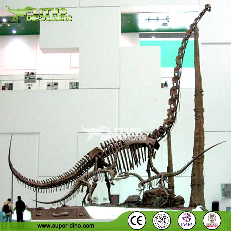 命- サイズステゴサウルスの恐竜化石販売問屋・仕入れ・卸・卸売り