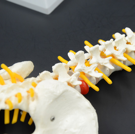 plastic medical spine model