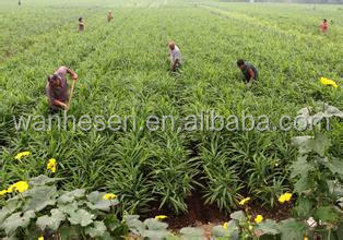 2014 High Quality New Crop Fresh ginger export For UK,CANADA,USA and EU Market best selling ginger