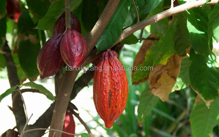Hot Sel Cocoa Extract Powder Theobromine10-20% Cocoa Powder/Cocoa Seed Extract/Cocoa Extract Powder