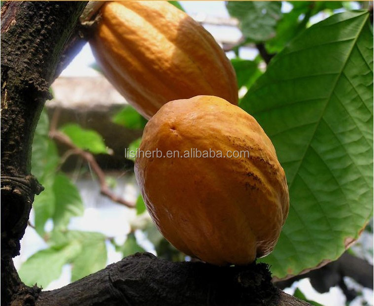 ISO Certificated factory supply cocoa powder