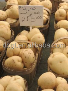 Fresh potato production base/fresh potato factory/holland potato