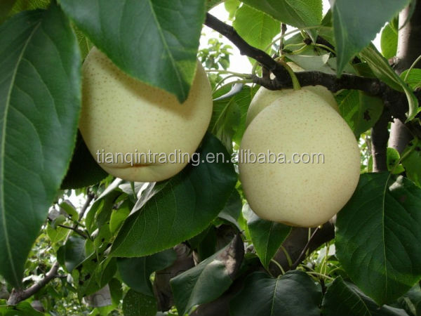 2014 new ya pear