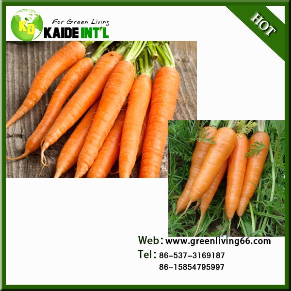New Crop Fresh Carrot For Market