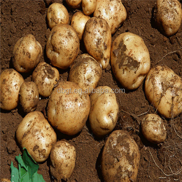 2014 new crop seed potato on hot sale