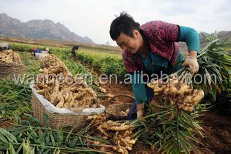 2014 High Quality New Crop Fresh ginger export For UK,CANADA,USA and EU Market 1kg fresh ginger pric