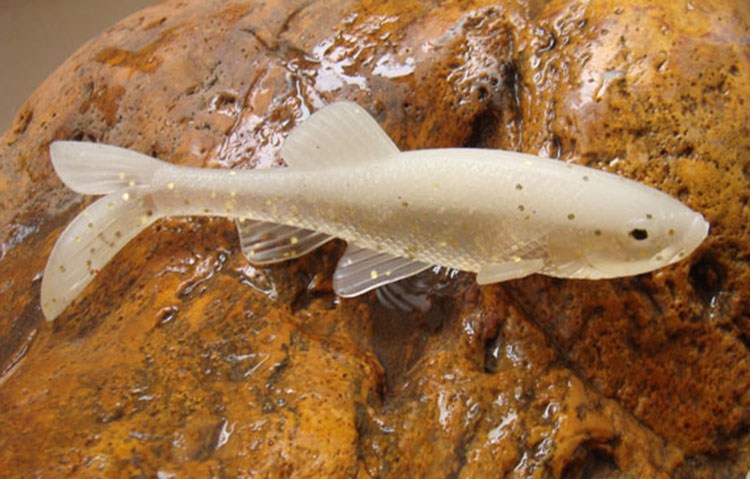 の魚のルアーソフトシリコンモールドの中国語の熱い販売の釣り餌仕入れ・メーカー・工場