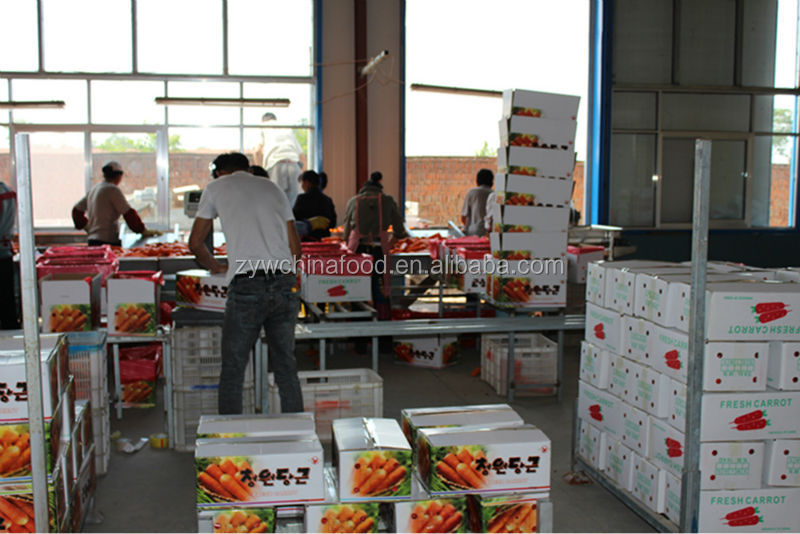 Delicious Fresh Carrot New Carrot Carton Packing