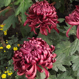 Pink Chrysanthemum seeds For Cultivation, View chrysanthemum seeds 