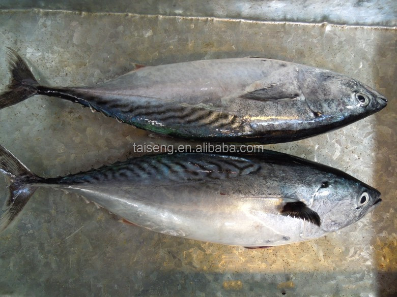 bonito 500-800 (2)_conew1.jpg