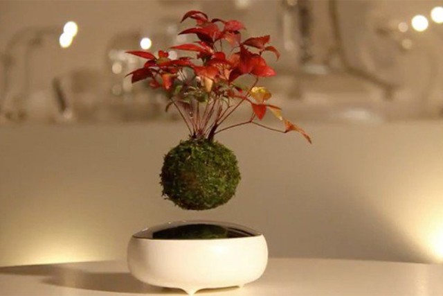 indoor plants, natural woody plants, floating plants.jpg