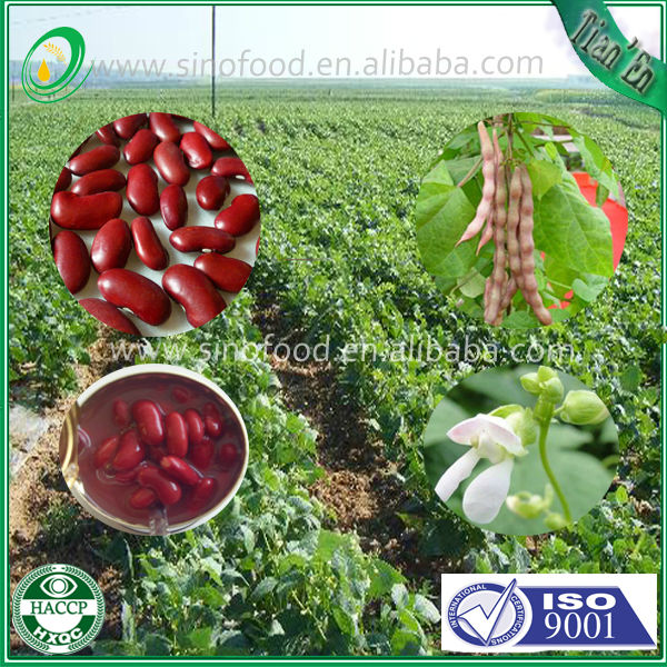 Canned vegetable Canned Red Kidney Bean With Best Price