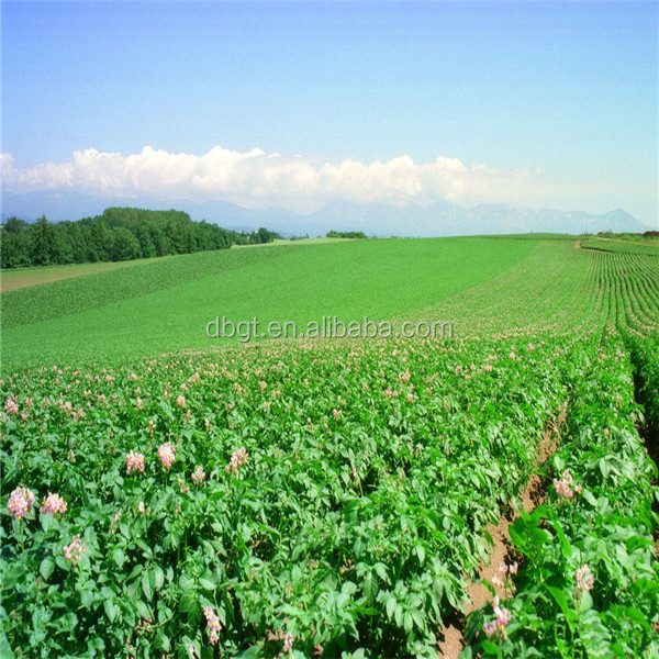 2014 new crop potato/holland potato/long shape potato
