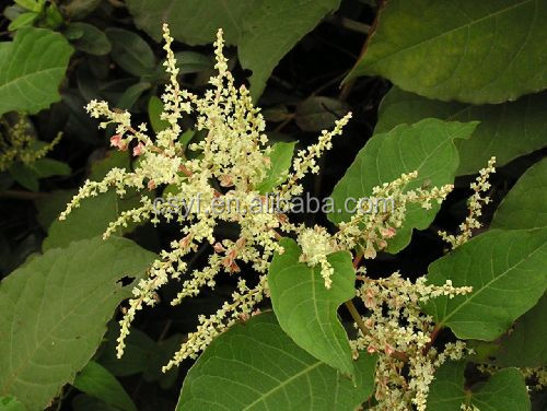 Lowest price and high quanlity of polygonum cuspidatum root extract Giant Knotweed Extract Resveratrol 98% HPLC resveratrol