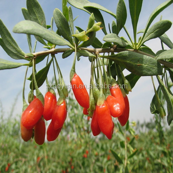 wolfberry extract/Goji berry extract/wolfberry powder