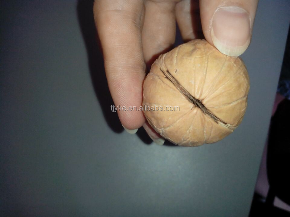 2014 new walnut kernel YKW-WK2