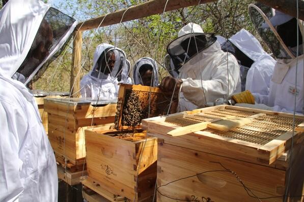 beehive 43