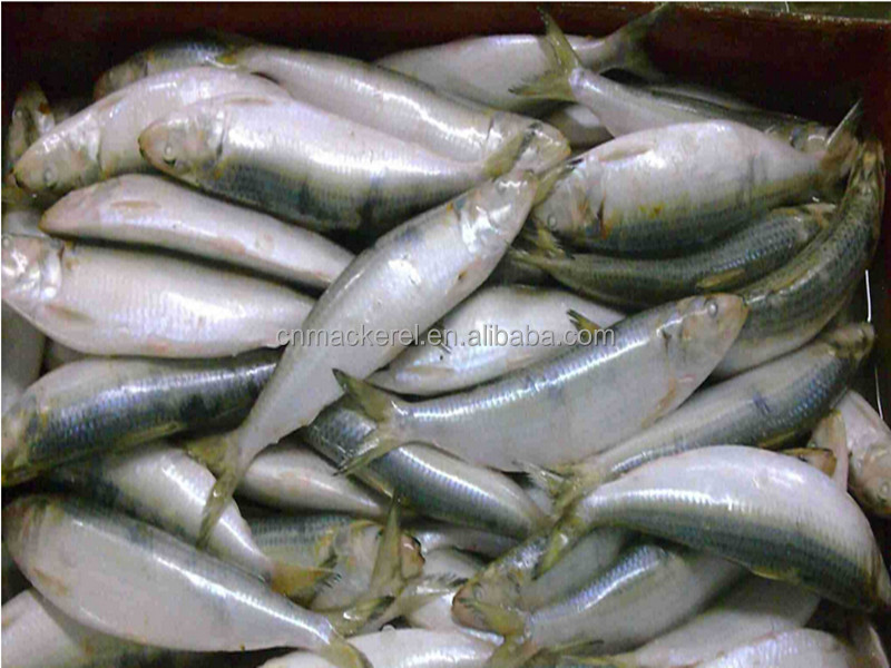 fresh frozen sardine for can