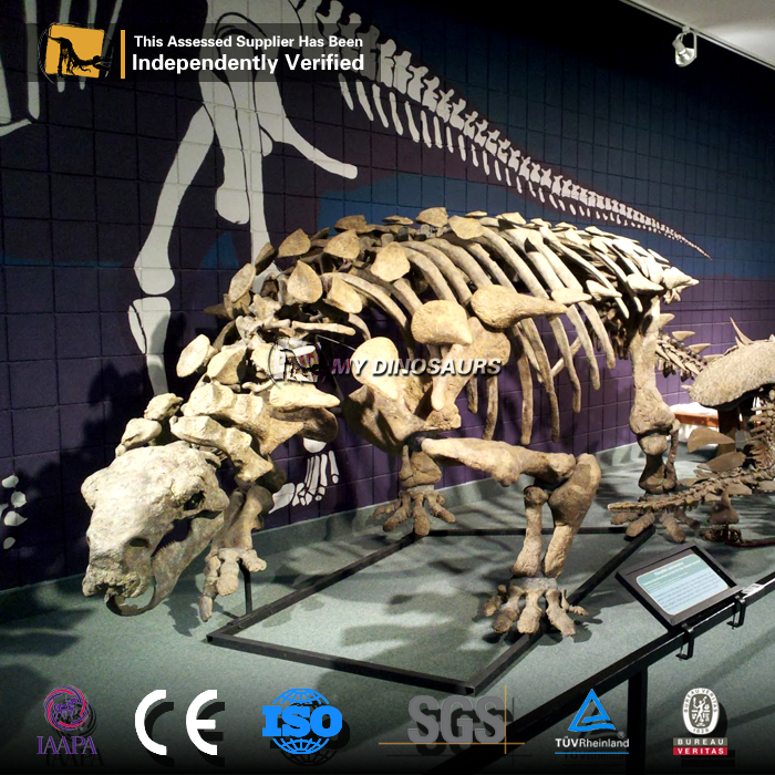 ankylosaurus skeleton