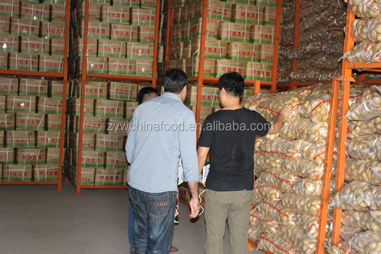 Chinese Fresh Potato / Sweet Potato / Holland Potato Exporter