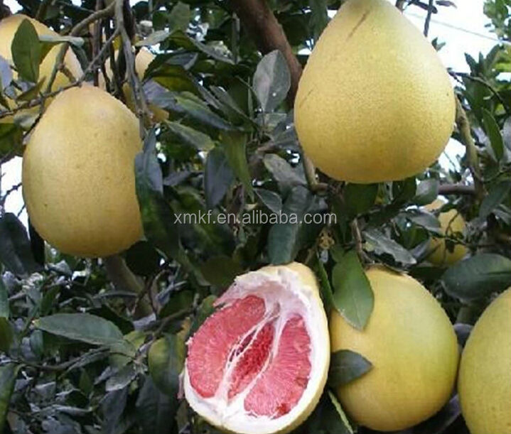 Wihte pulp fresh pomelo for sale