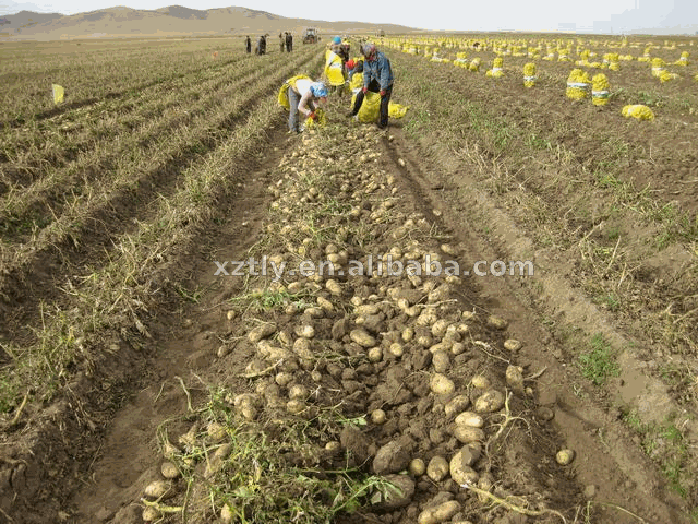 Fresh Holland potato exporting standard