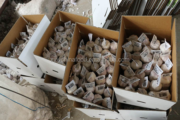 Wholesale Garlic / Fresh Garlic / White Garlic