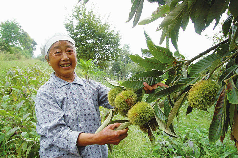 fresh chestnut in shell new crop 2014 crop