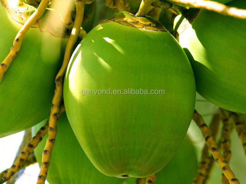 Organic coconuts milk production line/ coconuts juice machine/ coconuts water extracting machine