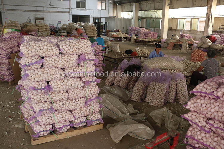 Wholesale Garlic / Fresh Garlic / White Garlic