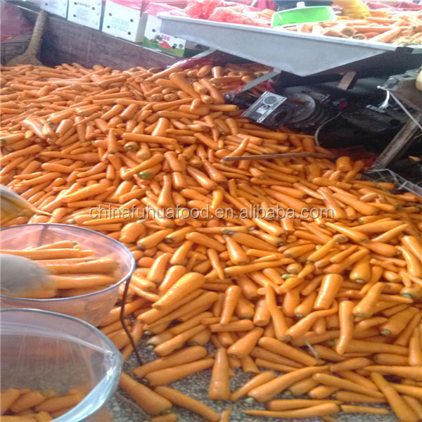 Fresh Carrot Vegetables