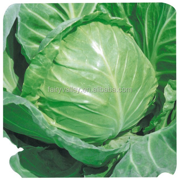 f1 hybrid cabbage seeds kale seed vegetable seeds for planting