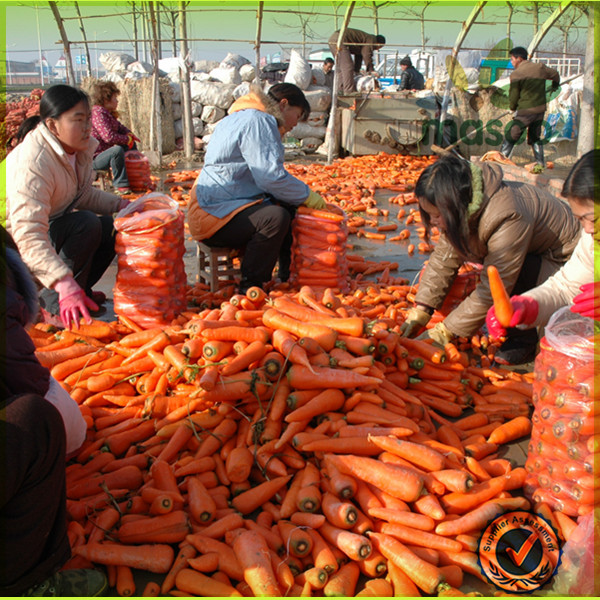 2014 new crop fresh seasonable vegetables plush carrot /carrot exporter in China