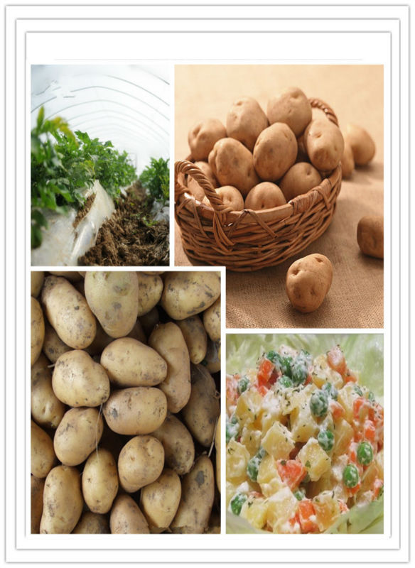 The latest listing of clean fresh potato