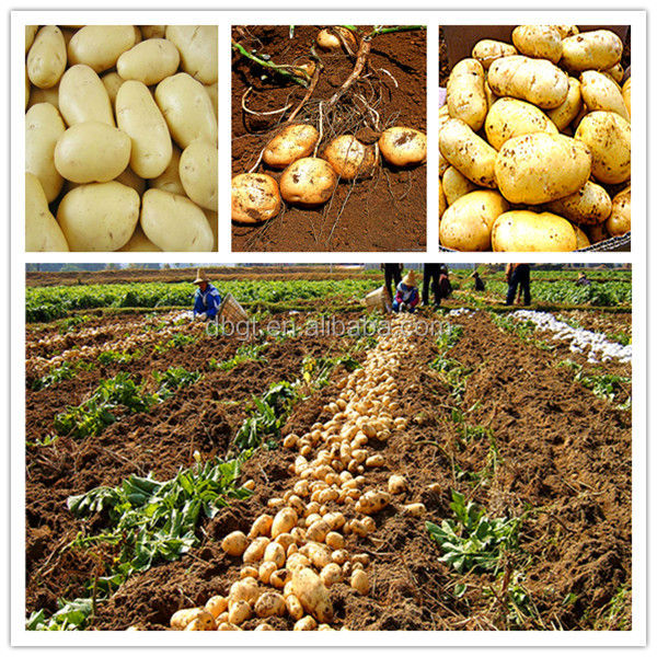 The latest listing of clean fresh potato
