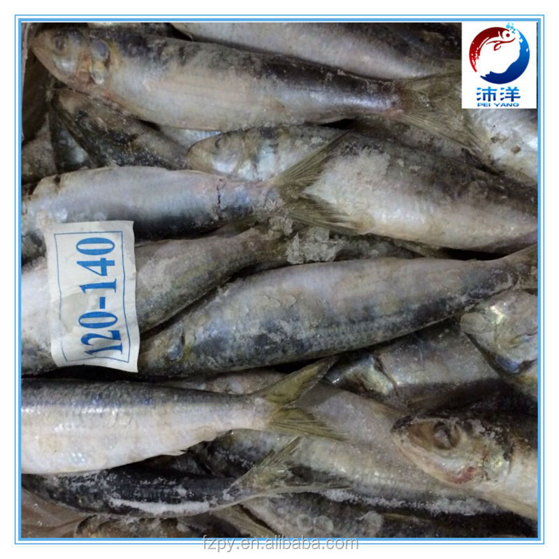 frozen sardine for canning