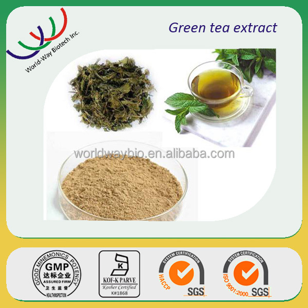 free sample GMP manufacturer tea polyphenol catechin EGCG green tea powder
