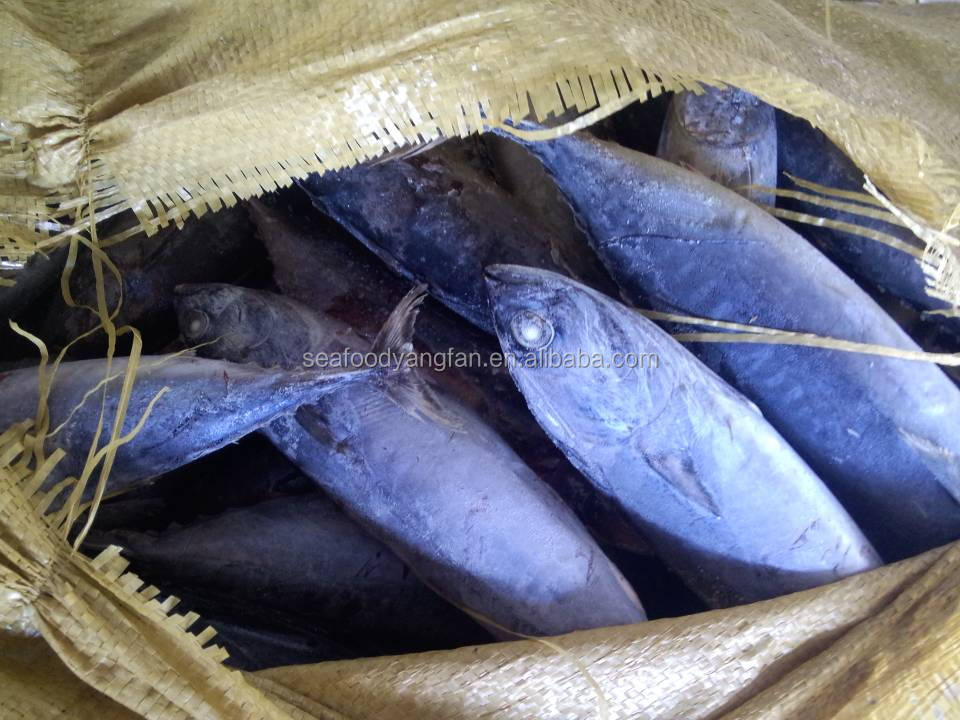 small size whole round sea frozen bonito and Auxis thazard