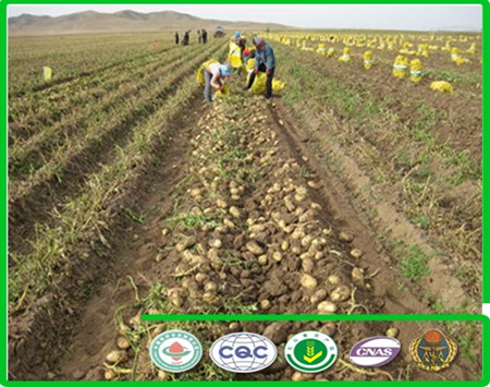 2014 New Fresh potatoes exporters