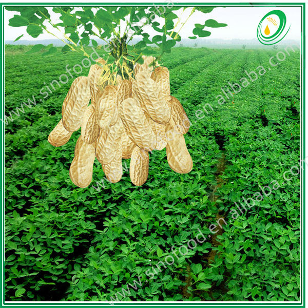 non GMO refined peanut oil competitive price