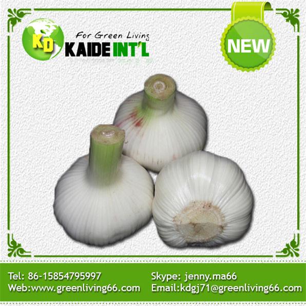 2014 Fresh Normal And Pure White Garlic For Sale