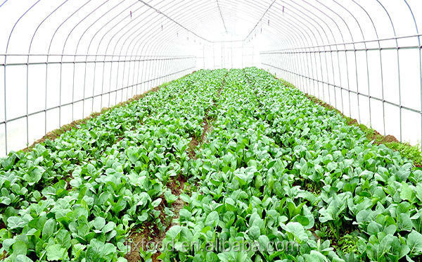 wholesale frozen vegetables cauliflower from Chinese supplier