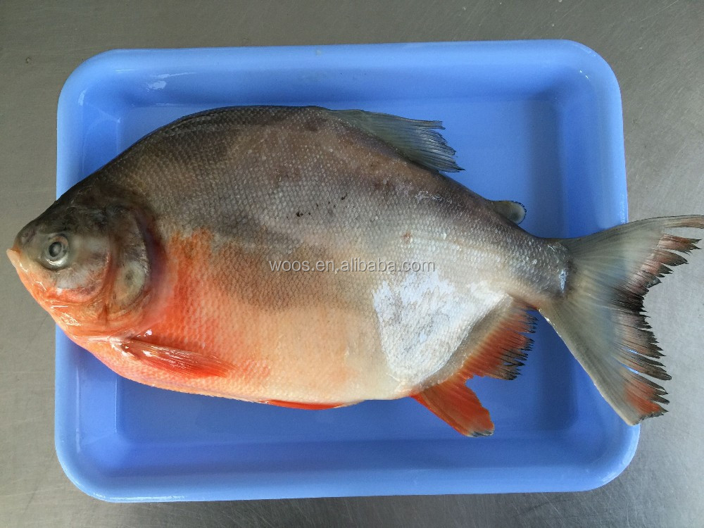 Frozen Whole Round Red Pompano Fish Fresh Red Pomfret Fish Buy Red