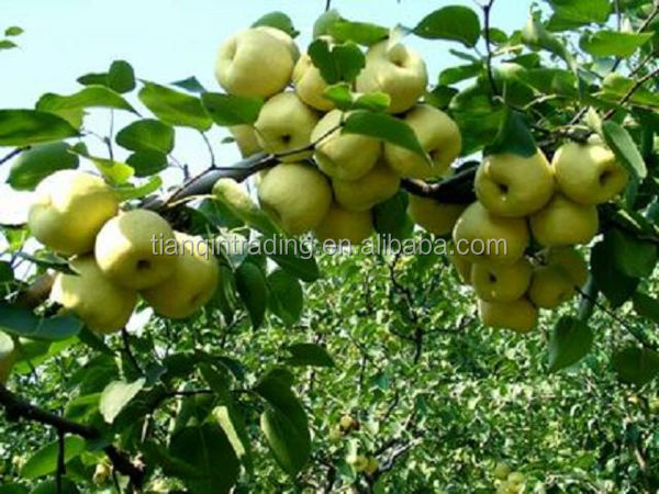 fresh ya pear&new crop&the most lowest price