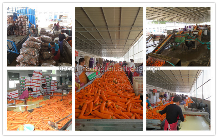 fresh carrot & red carrot & China carrot & New Crop Carrot Price