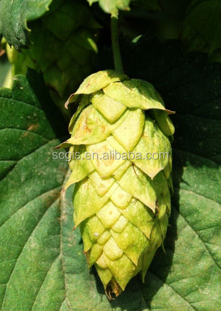 Hops pellet/hops extract/hops flower P.E
