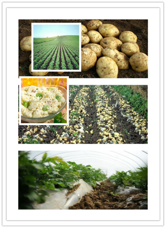 2014 New Crop Top Quality Fresh Cheap Potato Price To India