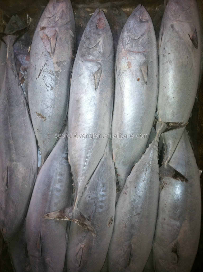 200g up W/R sea frozen bonito and Auxis thazard