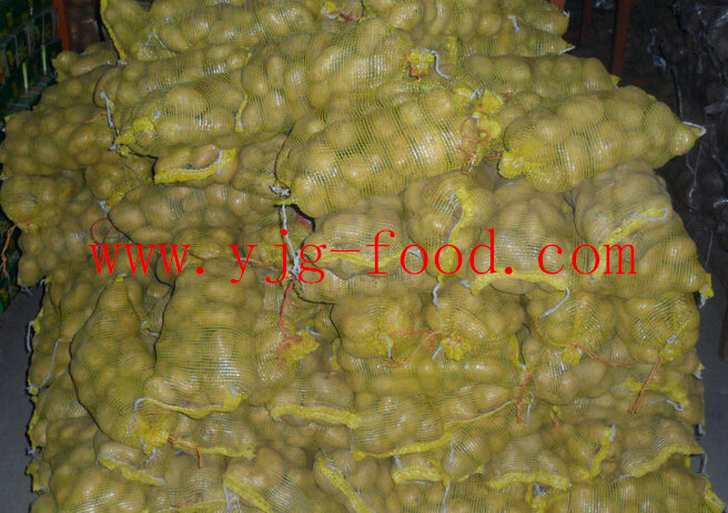 Fresh holland potato / Chinese potato export to Russia